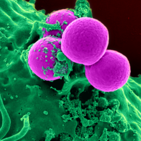 bacteria2